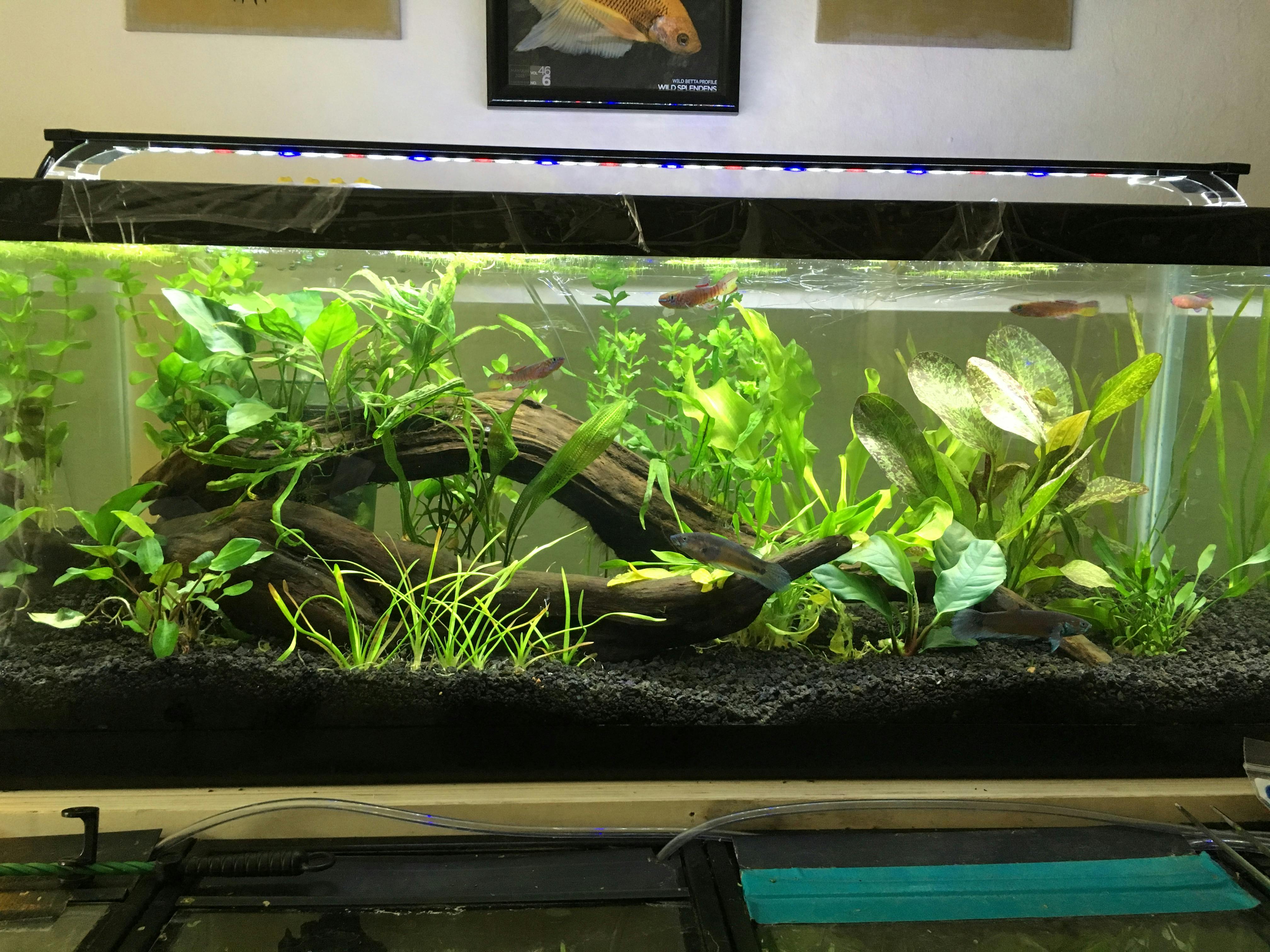 29 Gallon / 20 Long Planted Aquarium Starter Package Aquarium CoOp